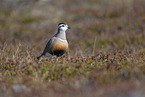 Eurasian dotterel