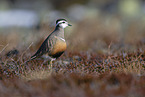 Eurasian dotterel