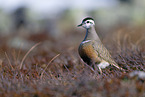 Eurasian dotterel