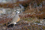 Eurasian dotterel