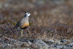 Eurasian dotterel