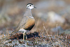 Eurasian dotterel