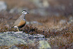 Eurasian dotterel