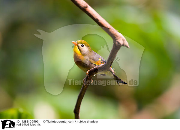 Sonnenvogel / red-billed leiothrix / MBS-05593
