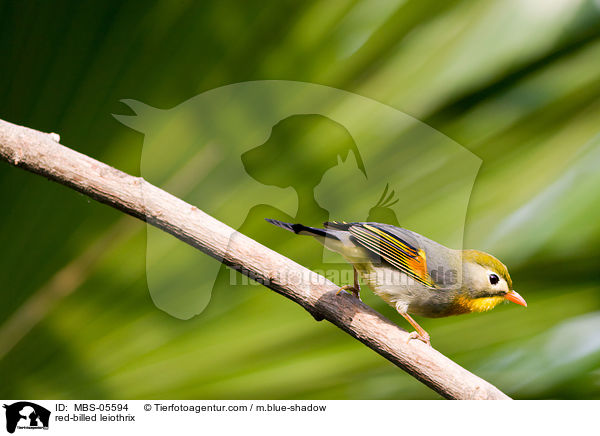 Sonnenvogel / red-billed leiothrix / MBS-05594