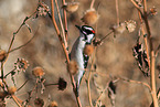 downy woodpecker