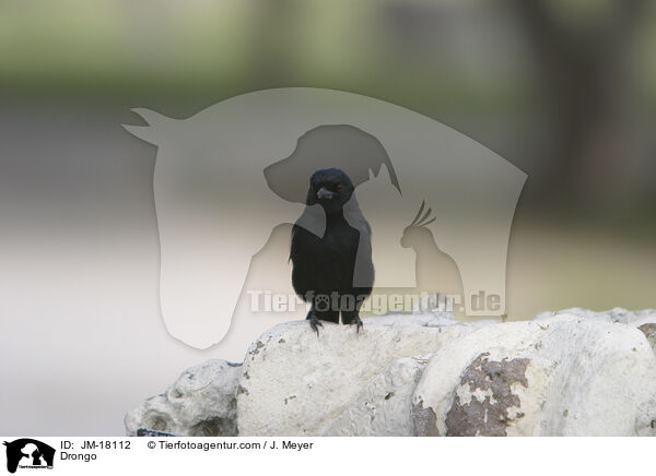 Drongo / JM-18112