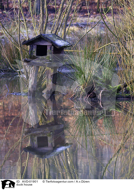 duck house / AVD-01901