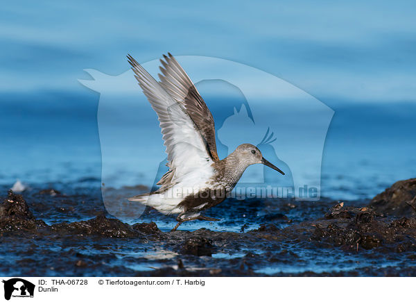 Alpenstrandlufer / Dunlin / THA-06728