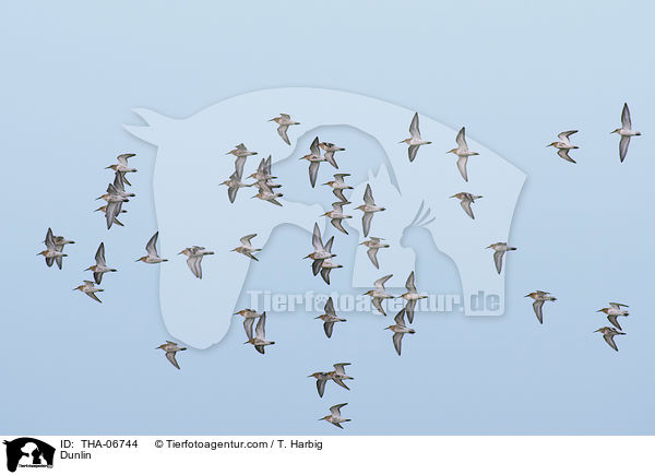 Alpenstrandlufer / Dunlin / THA-06744
