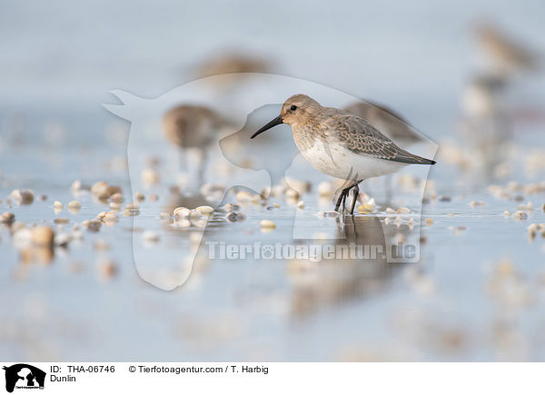 Alpenstrandlufer / Dunlin / THA-06746