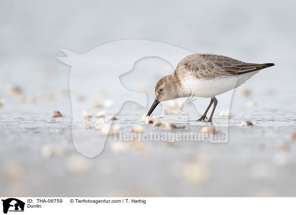Alpenstrandlufer / Dunlin / THA-06759
