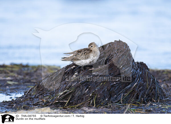 Alpenstrandlufer im Watt / Dunlin on the mudflats / THA-08755