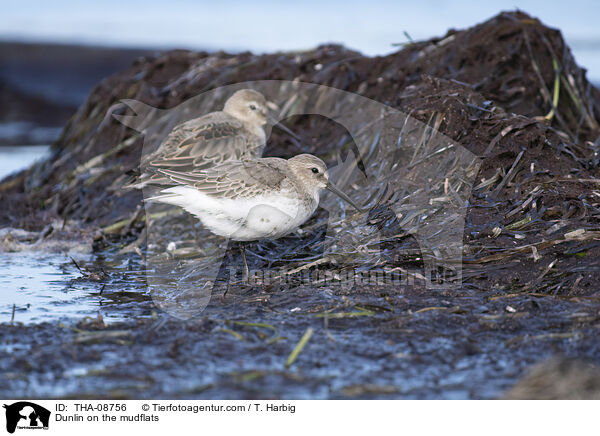 Alpenstrandlufer im Watt / Dunlin on the mudflats / THA-08756