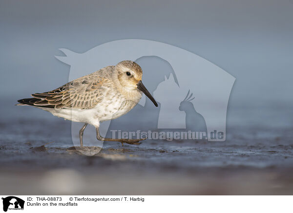Alpenstrandlufer im Watt / Dunlin on the mudflats / THA-08873