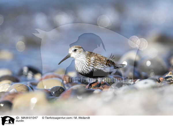 Alpenstrandlufer / dunlin / MAW-01047