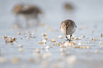 Dunlin
