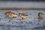Dunlin on the mudflats