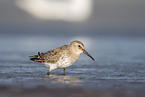 Dunlin on the mudflats