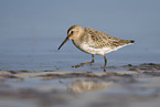 Dunlin on the mudflats