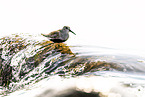dunlin