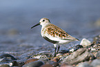 dunlin