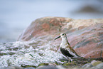 dunlin