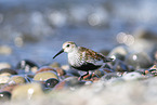 dunlin