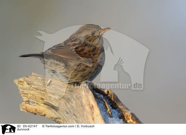 dunnock / DV-02147