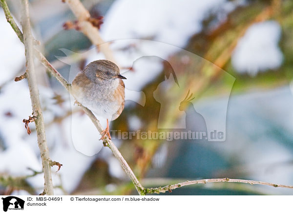 dunnock / MBS-04691