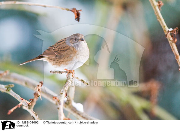 dunnock / MBS-04692