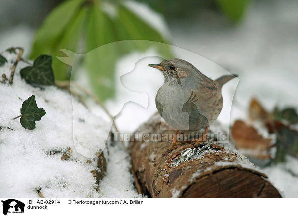 dunnock / AB-02914