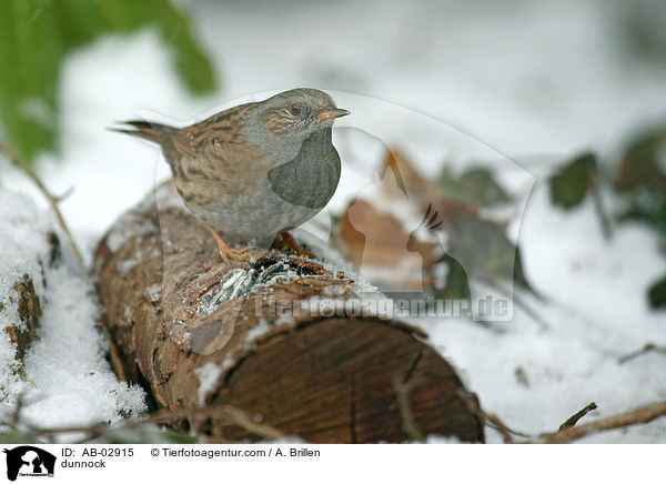 dunnock / AB-02915