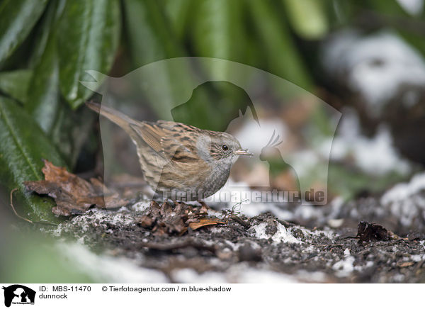 dunnock / MBS-11470