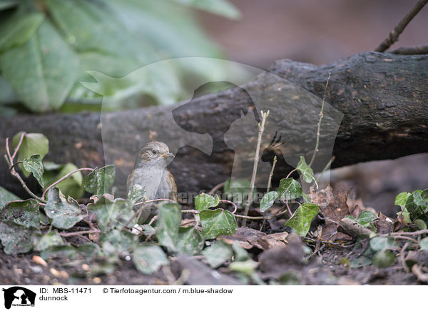 dunnock / MBS-11471