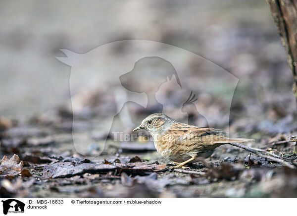dunnock / MBS-16633