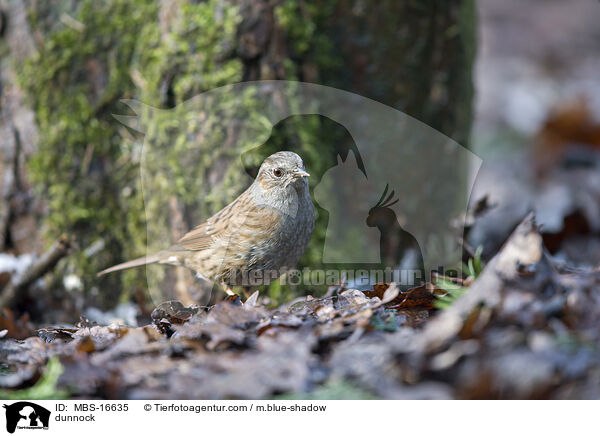 dunnock / MBS-16635