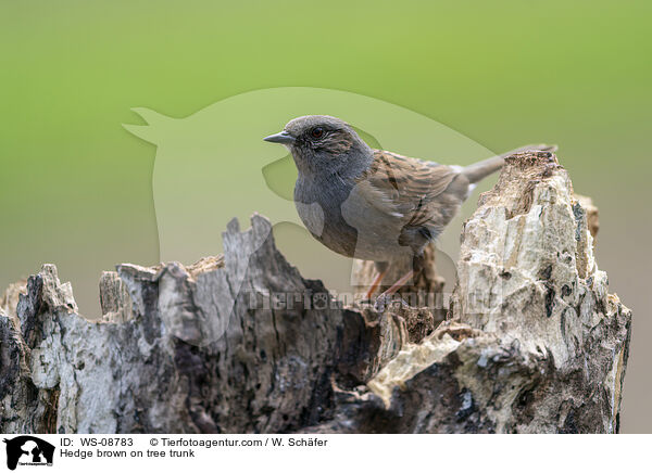 Hedge brown on tree trunk / WS-08783