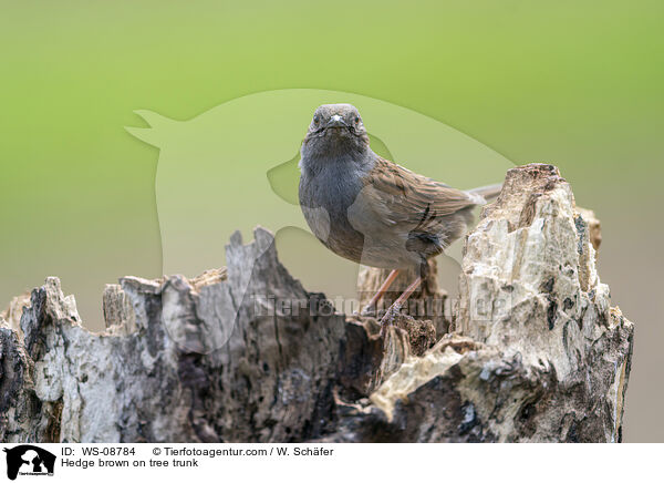 Heckenbraunelle auf Baumstamm / Hedge brown on tree trunk / WS-08784