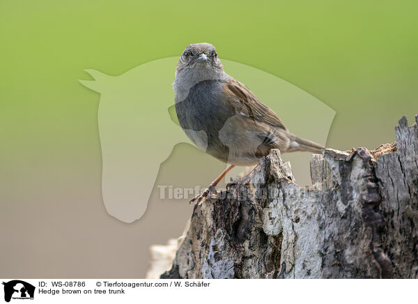 Hedge brown on tree trunk / WS-08786