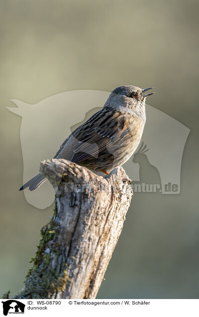 Heckenbraunelle / dunnock / WS-08790