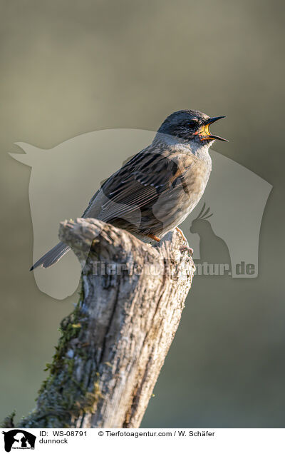dunnock / WS-08791