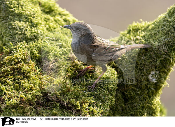 dunnock / WS-08792