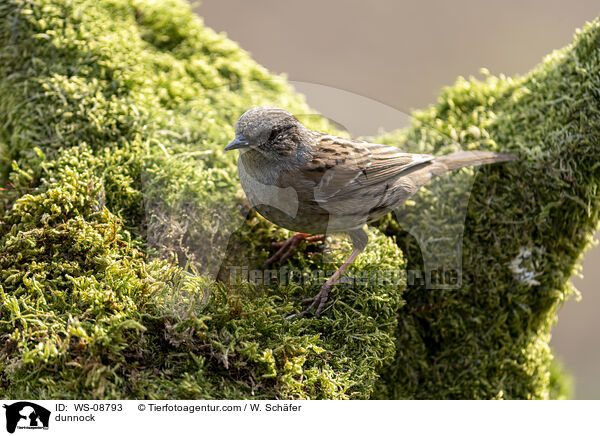 dunnock / WS-08793