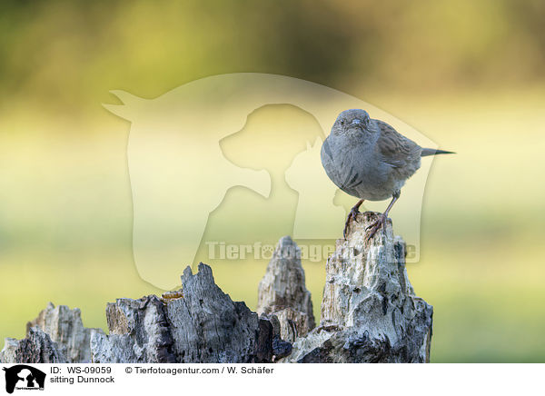 sitzende Heckenbraunelle / sitting Dunnock / WS-09059