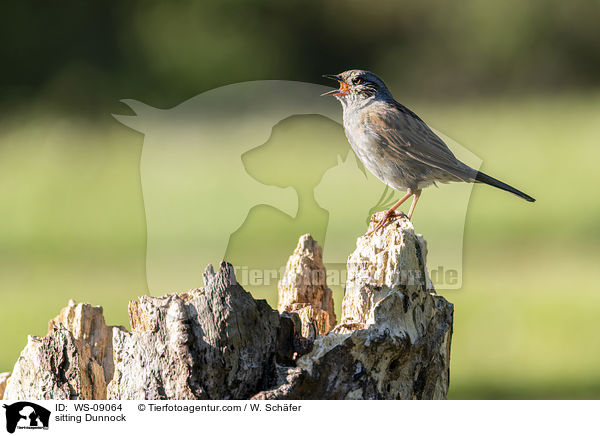 sitting Dunnock / WS-09064