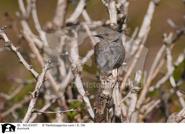 dunnock / SO-03307