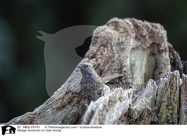 Heckenbraunelle auf Baumstumpf / Hedge Accentor on tree stump / MBS-25741