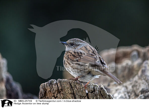 Heckenbraunelle auf Baumstumpf / Hedge Accentor on tree stump / MBS-25749