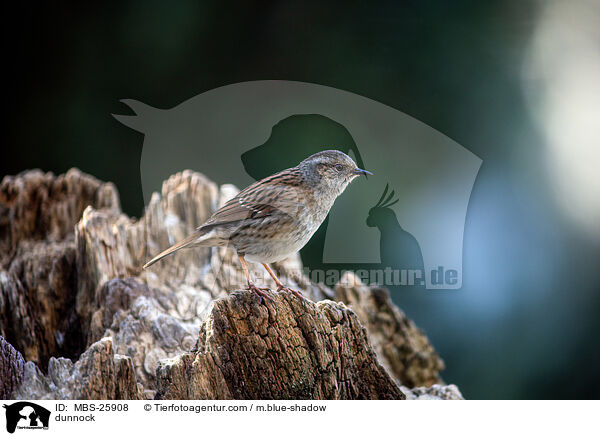 Heckenbraunelle / dunnock / MBS-25908